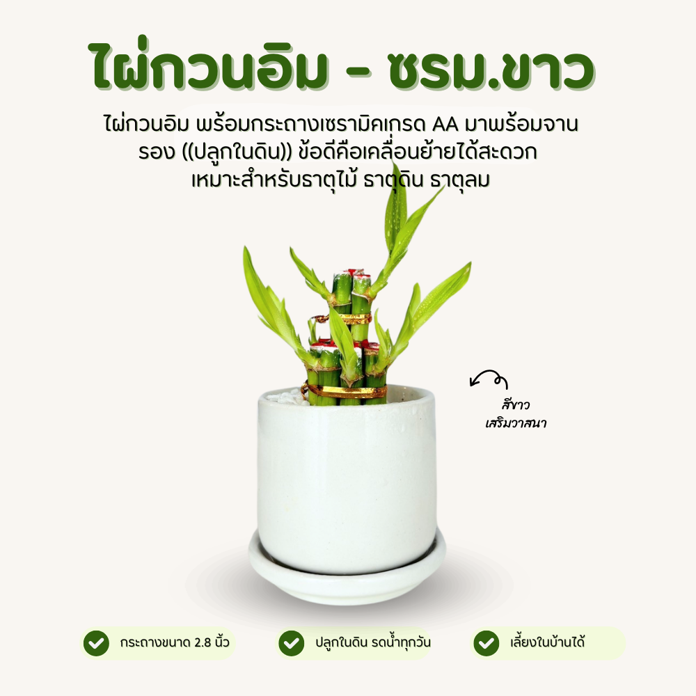 ไผ่กวนอิม พร้อมกระถาง เซรามิคเนื้อหนา ขนาด 2.8 นิ้ว สีขาว มีจานรอง