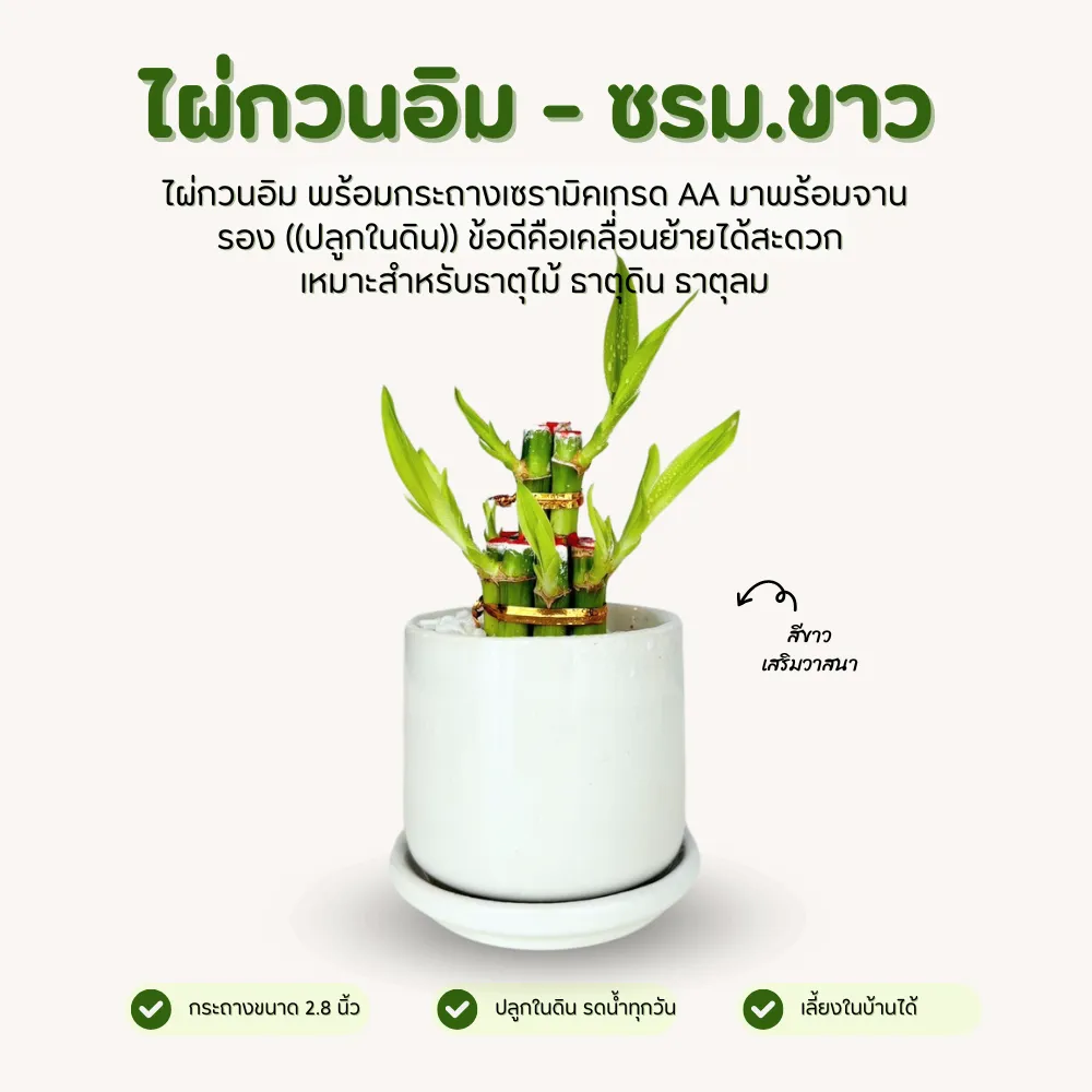 ไผ่กวนอิม พร้อมกระถาง เซรามิคเนื้อหนา ขนาด 2.8 นิ้ว สีขาว มีจานรอง