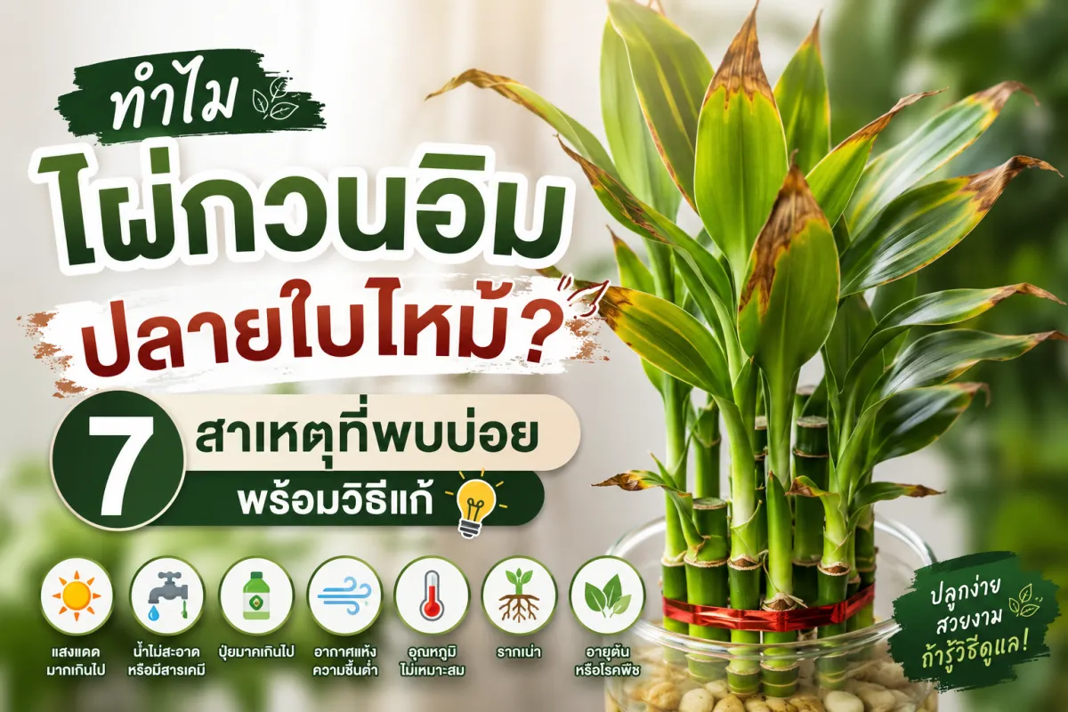 ทำไมไผ่กวนอิมปลายใบไหม้? 7 สาเหตุที่พบบ่อย พร้อมวิธีแก้