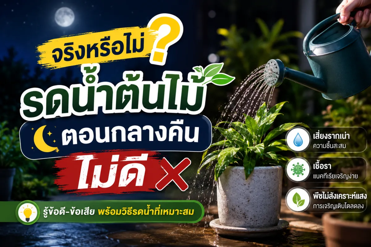 จริงหรือไม่? รดน้ำต้นไม้ตอนกลางคืนไม่ดี