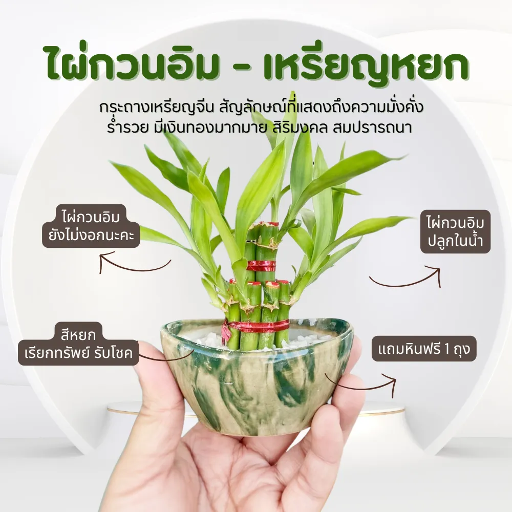 ไผ่กวนอิม ขนาดตั้งโต๊ะ เสริมมงคลบนโต๊ะทำงาน