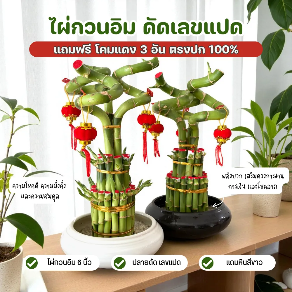 ไผ่กวนอิมของขวัญ ประดับโคมแดง ดัดปลายเป็นเลข 8 เสริมโชคลาภ