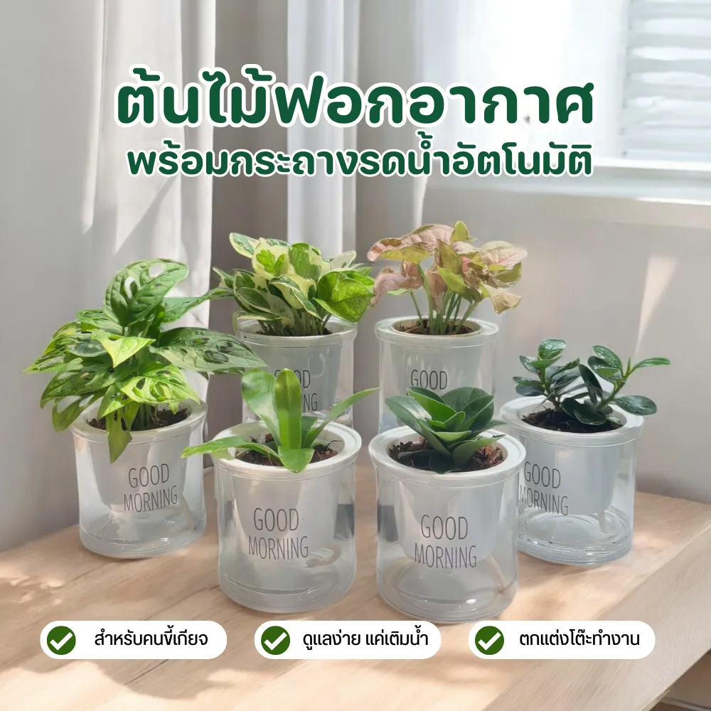 Plants in Self-Watering Pots