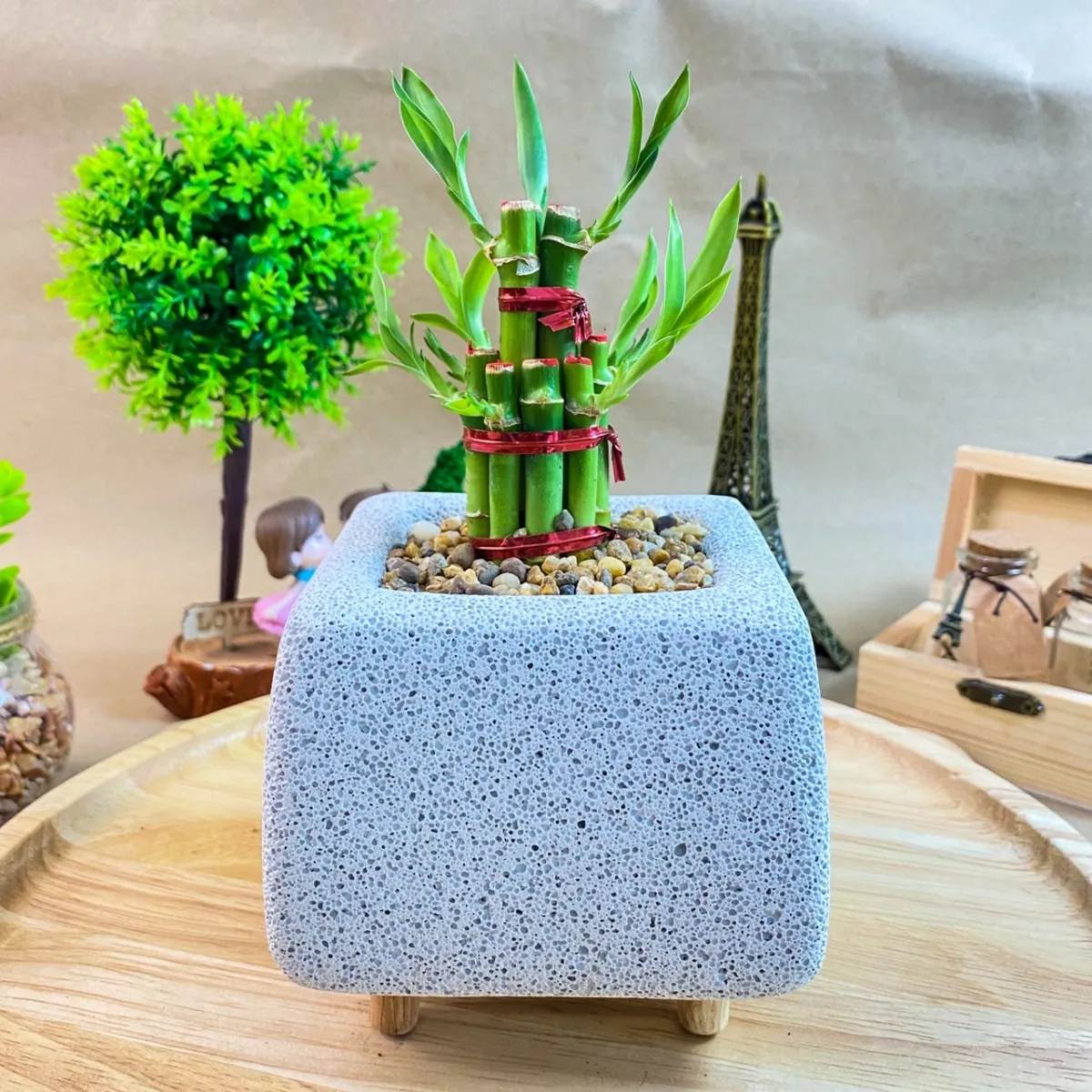 💧 Lucky Bamboo (Soil) Daily Tip