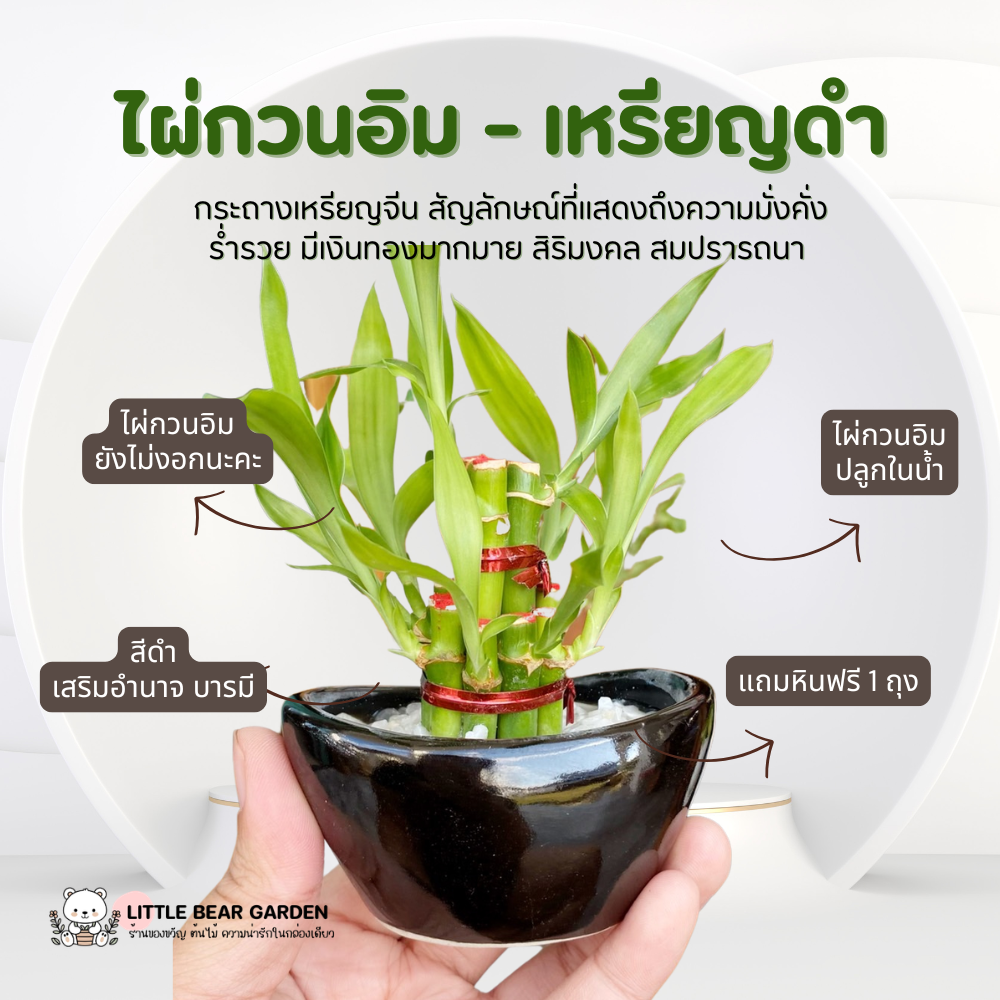 ไผ่กวนอิม พร้อม กระถางเหรียญจีน เหรียญดำ