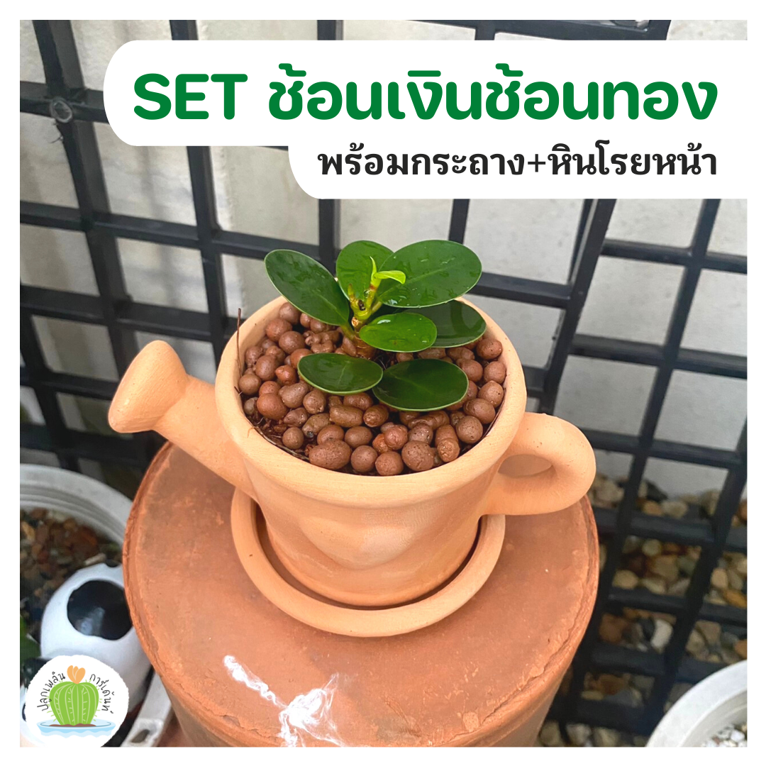 ช้อนเงินช้อนทอง พร้อมกระถางดินเผา ไม้เสริมมงคล  เรียกทรัพย์ รับเฮง