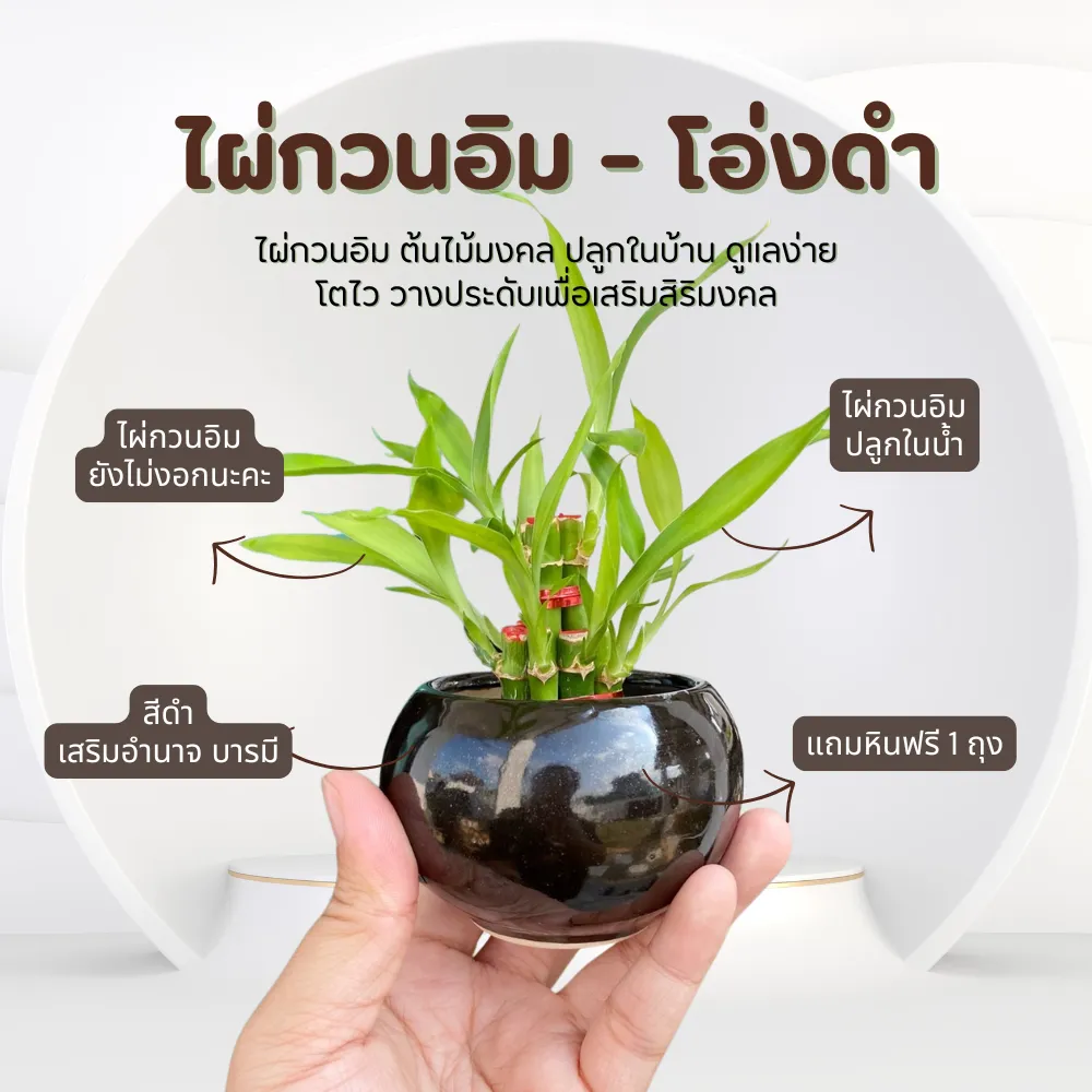 ไผ่กวนอิม พร้อมกระถางโอ่งดำ หรูหรา เสริมฮวงจุ้ยบ้าน
