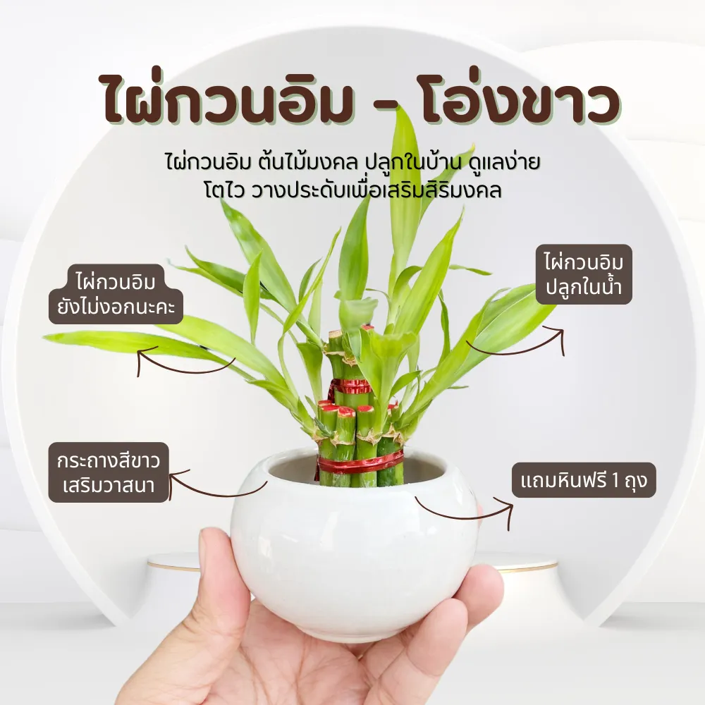 ไผ่กวนอิม พร้อมกระถางโอ่งขาว มินิมอล เสริมฮวงจุ้ยบ้าน