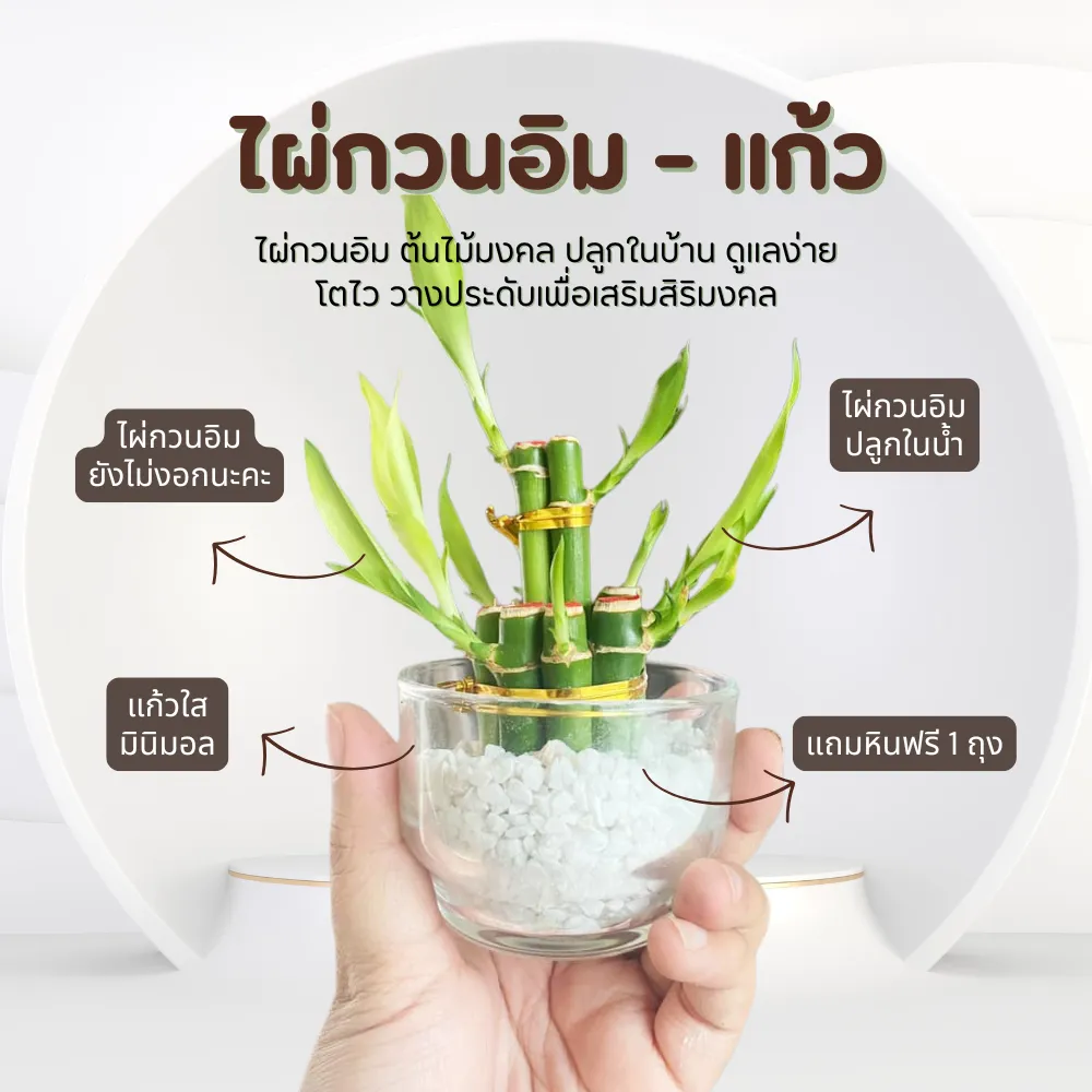 ไผ่กวนอิม ปลูกในน้ำ พร้อมกระถางแก้ว เสริมฮวงจุ้ย วางบนโต๊ะทำงานได้