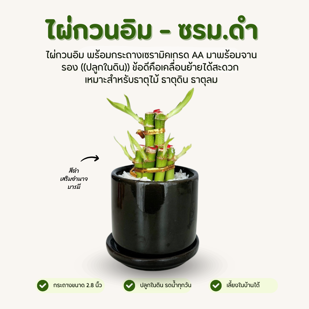 ไผ่กวนอิม พร้อมกระถาง เซรามิคเนื้อหนา ขนาด 2.8 นิ้ว สีดำ มีจานรอง