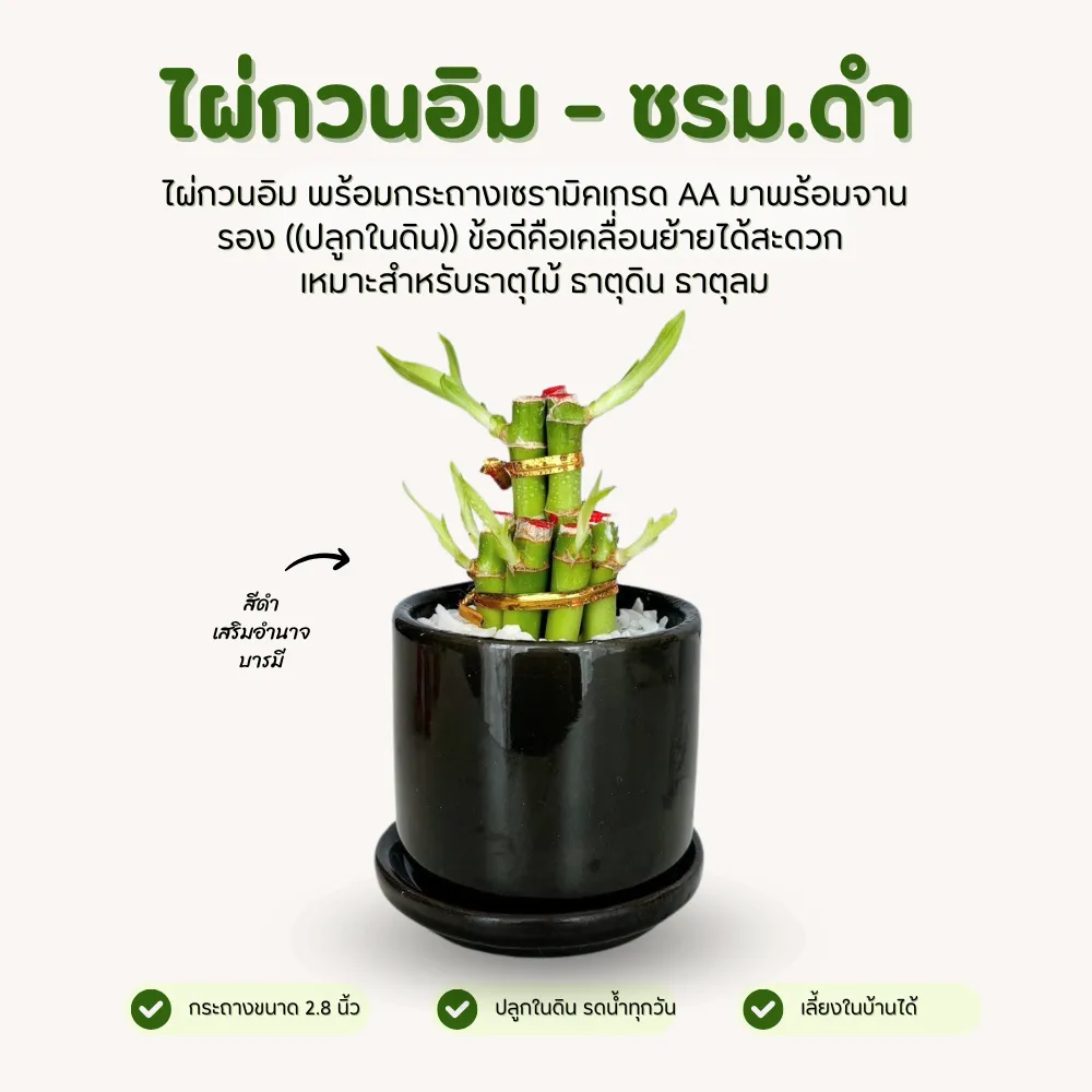 ไผ่กวนอิม พร้อมกระถาง เซรามิคเนื้อหนา ขนาด 2.8 นิ้ว สีดำ มีจานรอง