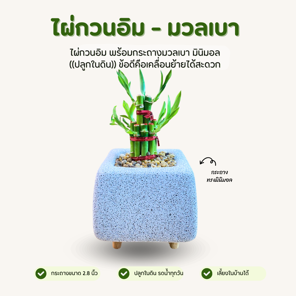 ไผ่กวนอิม พร้อมกระถางมวลเบา ทรงเหลี่ยม 2.8 นิ้ว มินิมอลสุดใจ (ปลูกในดิน)