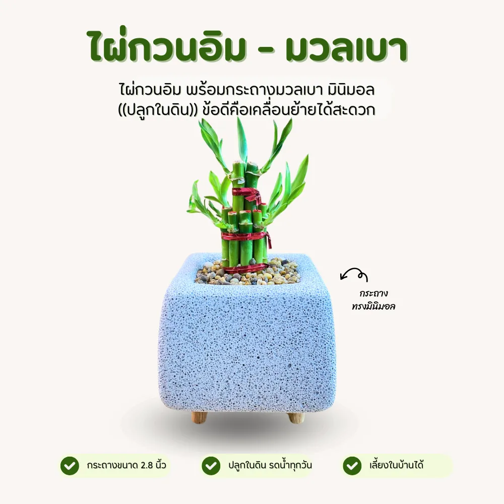 ไผ่กวนอิม พร้อมกระถางมวลเบา ทรงเหลี่ยม 2.8 นิ้ว มินิมอลสุดใจ (ปลูกในดิน)