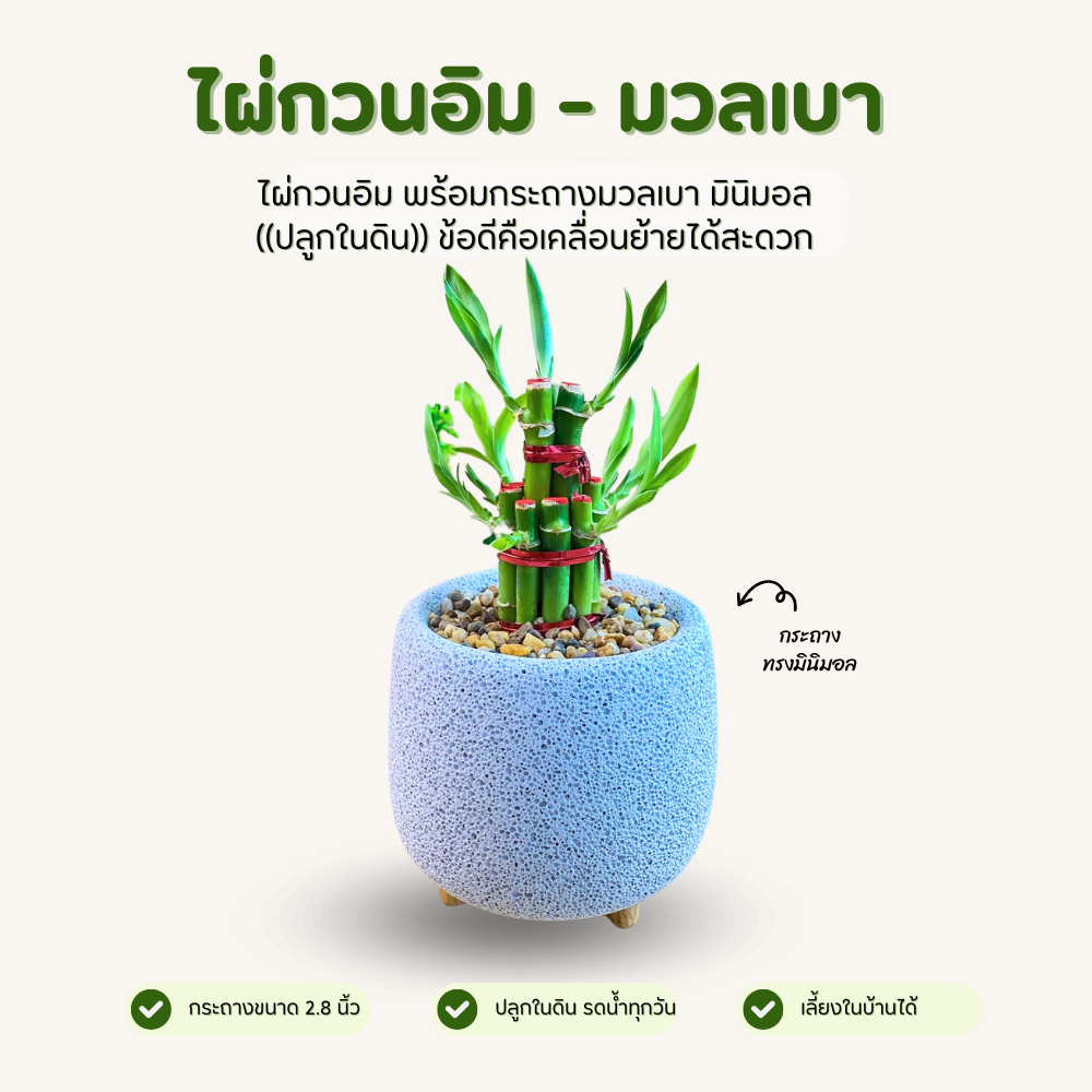 ไผ่กวนอิม พร้อมกระถางมวลเบา ทรงกลม 2.8 นิ้ว มินิมอลสุดใจ (ปลูกในดิน)