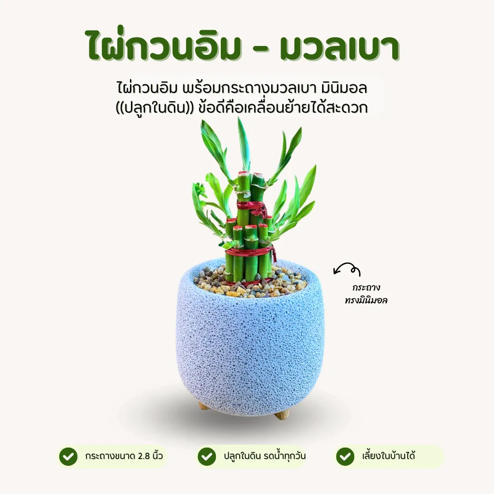 ไผ่กวนอิม พร้อมกระถางมวลเบา ทรงกลม 2.8 นิ้ว มินิมอลสุดใจ (ปลูกในดิน)
