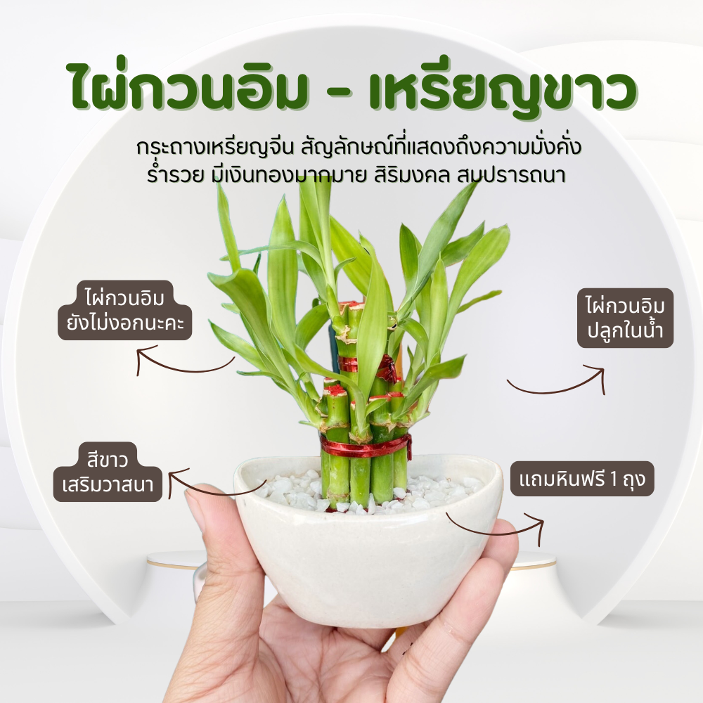 ไผ่กวนอิม พร้อมกระถาง เหรียญจีน-ขาว มั่งมี เงินทอง ร่ำรวย รับทรัพย์