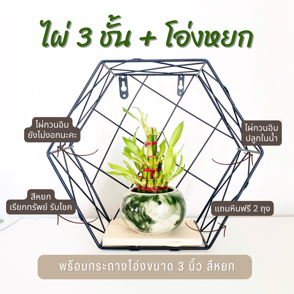 ไผ่กวนอิม 3 ชั้น สำหรับบูชา พร้อมกระถางโอ่งหยก (ขนาดกลาง 3 นิ้ว)