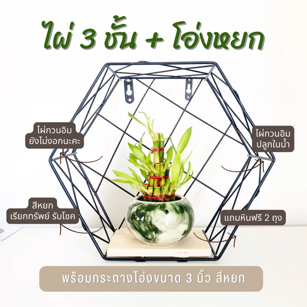 ไผ่กวนอิม 3 ชั้น สำหรับบูชา พร้อมกระถางโอ่งหยก (ขนาดกลาง 3 นิ้ว)