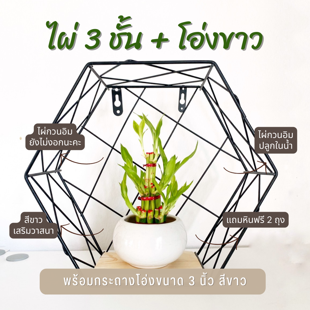ไผ่กวนอิม 3ชั้น สำหรับบูชา พร้อมกระถางโอ่งขาว (ขนาดกลาง 3 นิ้ว)