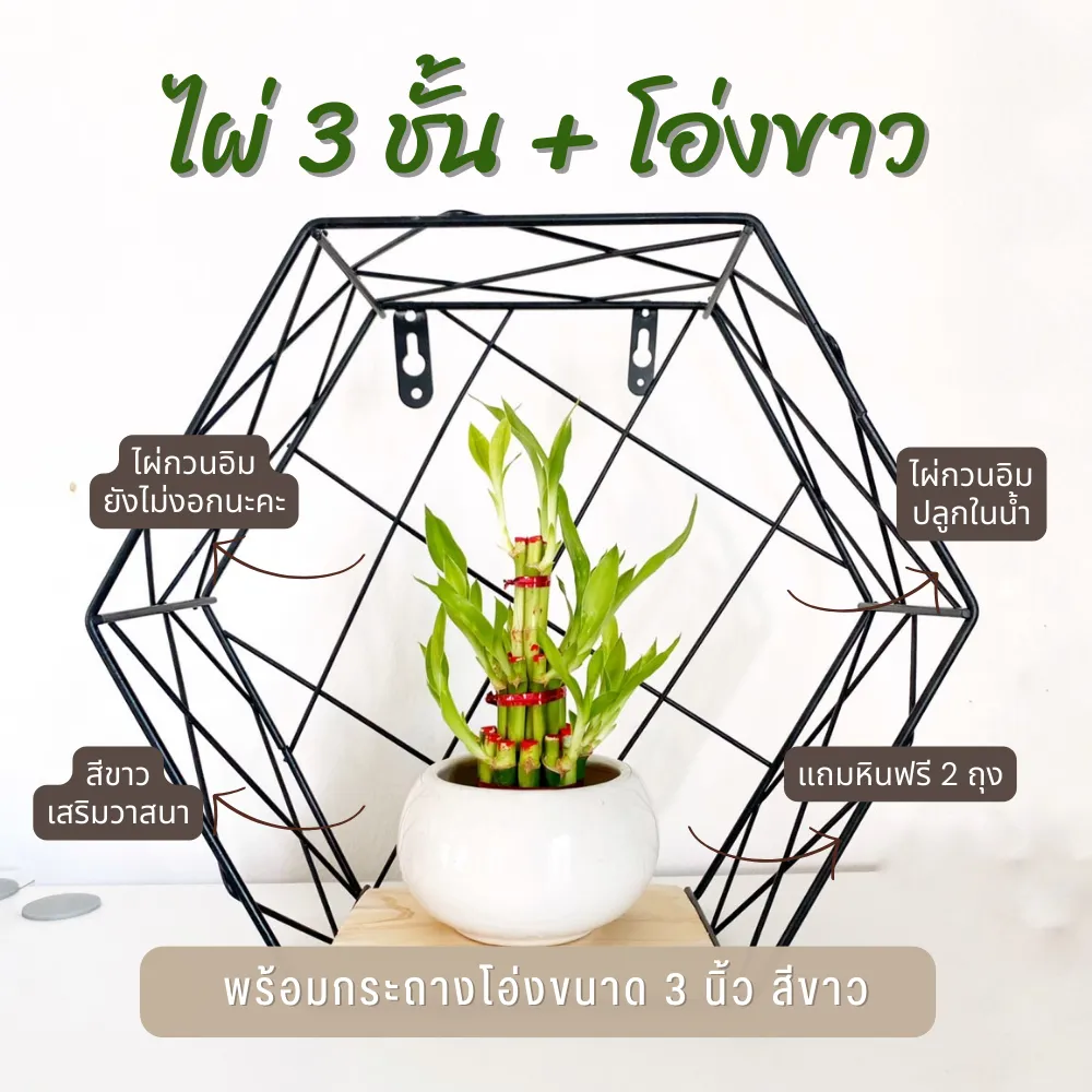 ไผ่กวนอิม 3ชั้น สำหรับบูชา พร้อมกระถางโอ่งขาว (ขนาดกลาง 3 นิ้ว)