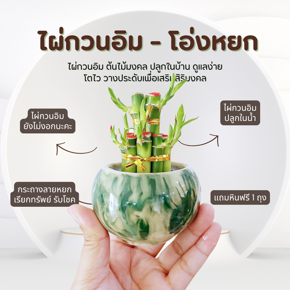 ไผ่กวนอิม พร้อมกระถาง โอ่งหยก  เสริมสิริมงคล เสริมโชคลาภ