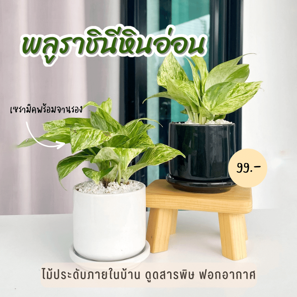 พลูด่าง พลูหินอ่อน ราชินีหินอ่อน ไม้ฟอกอากาศ ดูดซับสารพิษ พร้อม กระถางเซรามิค 3 นิ้ว