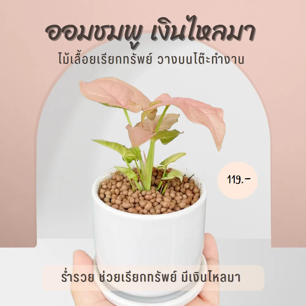 ออมชมพู พร้อมกระถางเซรามิค และจานรอง ต้นไม้เสริมความรัก