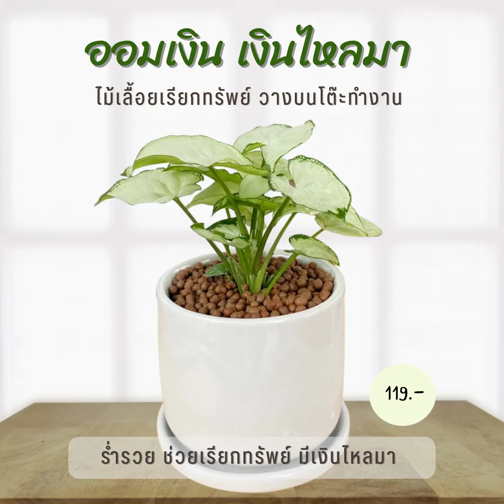 ออมเงิน เงินไหลมา ค้าขายร่ำรวย พร้อมกระถางเซรามิค Syngonium Moonlight
