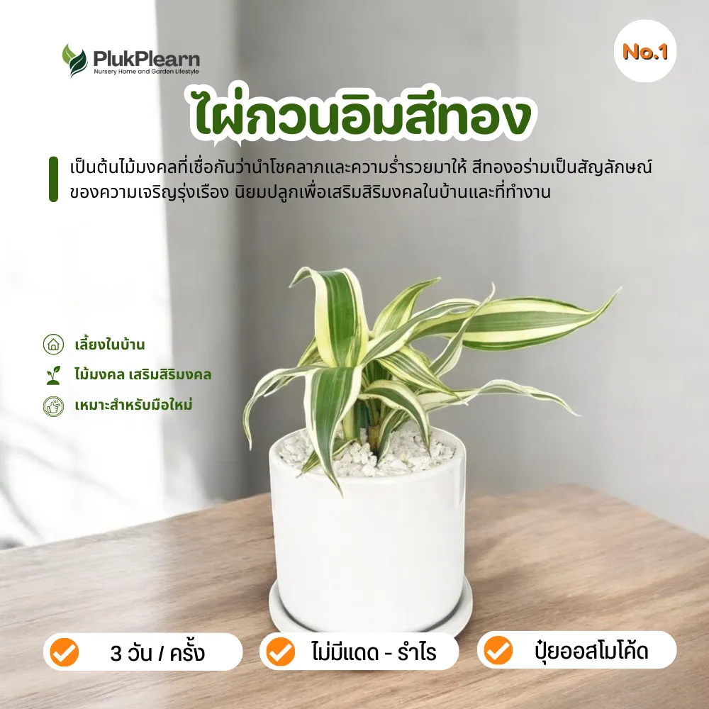ไผ่กวนอิม สีทอง พร้อม กระถางเซรามิก เสริมความร่ำรวย