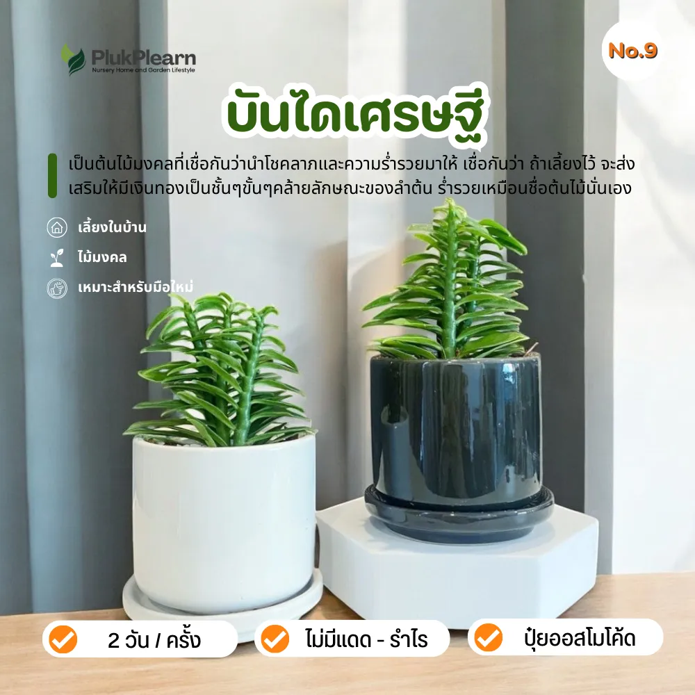 บันไดเศรษฐี กระถางเซรามิค จานรอง  วางไว้บนโต๊ะทำงาน ไม้มงคล
