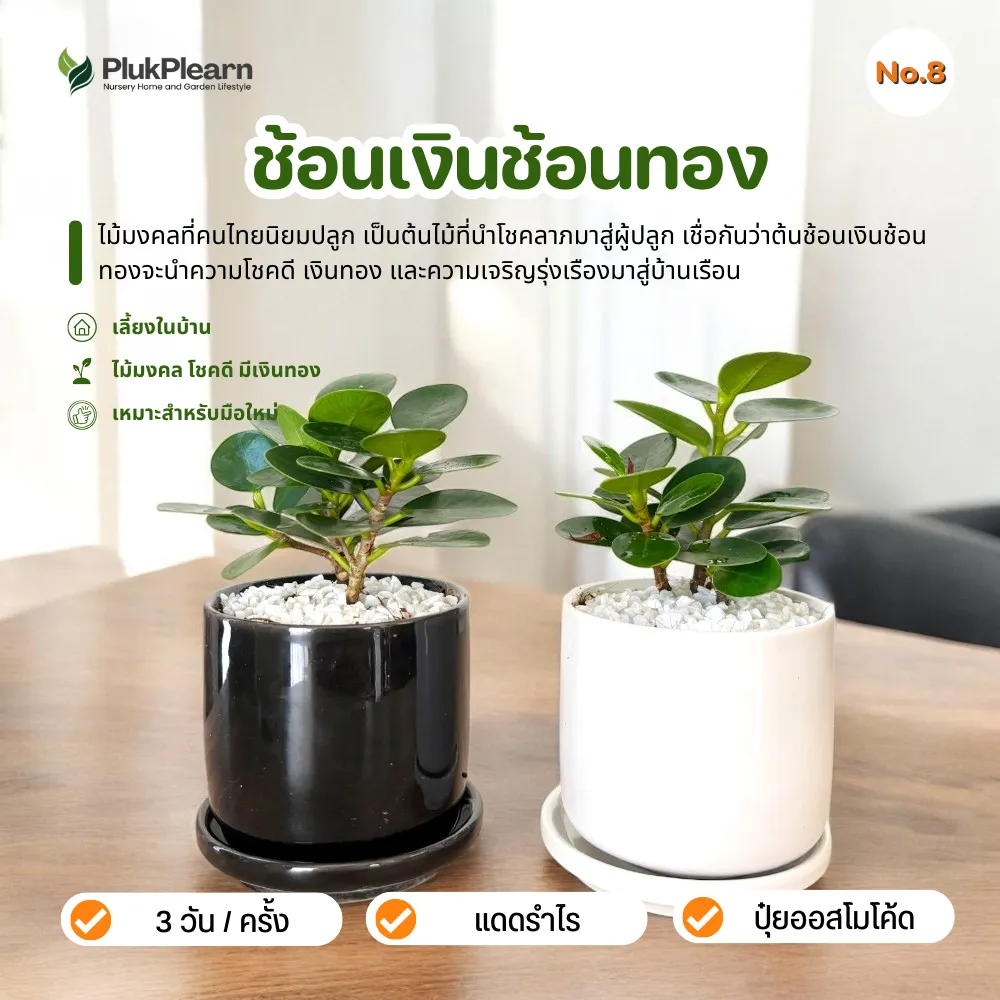 ต้นไม้ ช้อนเงินช้อนทอง พร้อมกระถางเซรามิก จานรอง มินิมอล