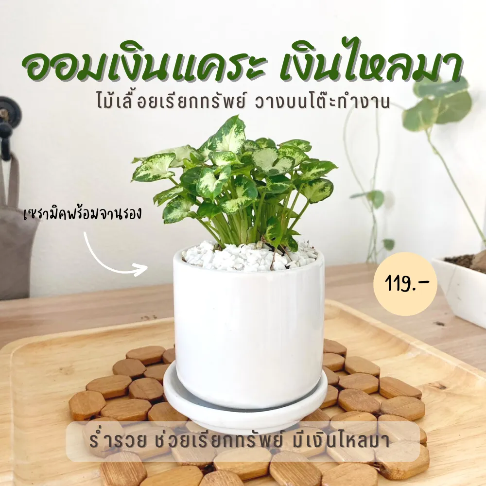 ต้นเงินไหลมา ออมเงินแคระ  กระถางเซรามิคเกรด AA 3 นิ้ว พร้อมจานรอง