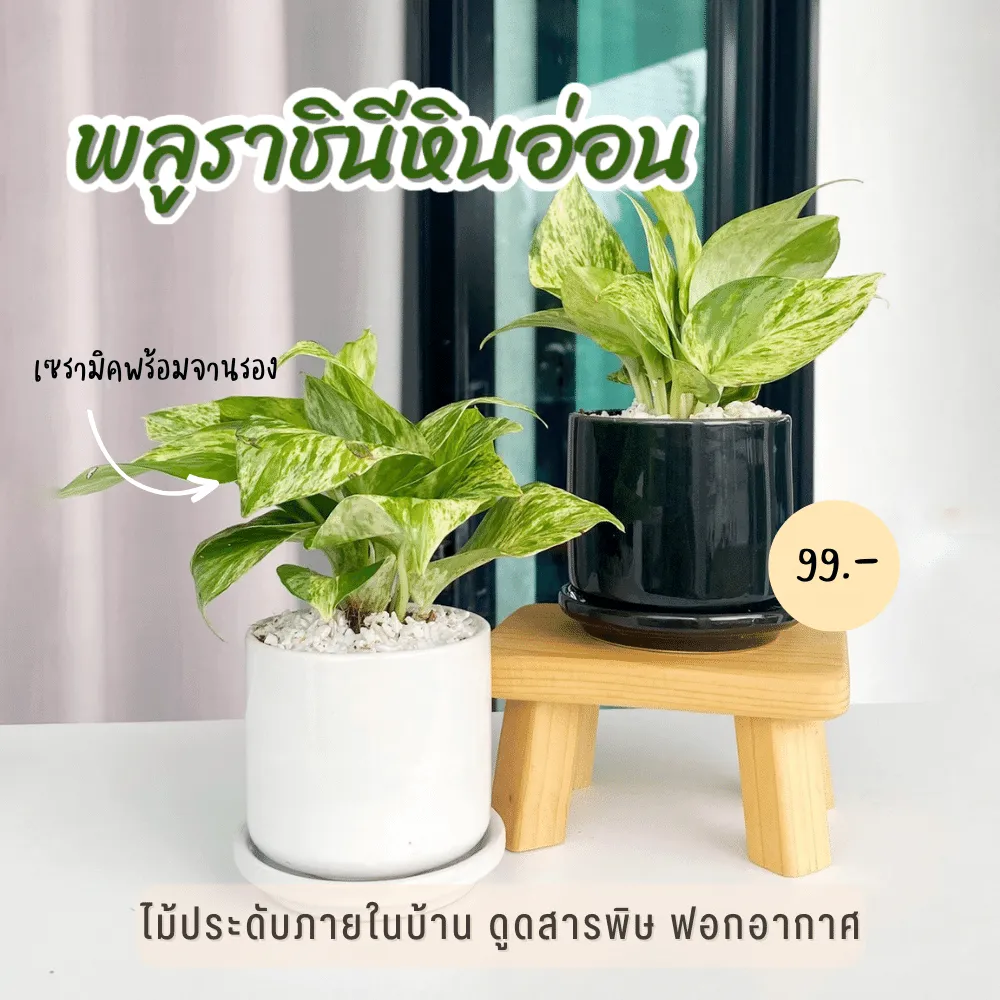 ต้นพลูราชินี พร้อมกระถางเซรามิก ต้นไม้สุดน่ารักสำหรับฟอกอากาศในบ้านของคุณ