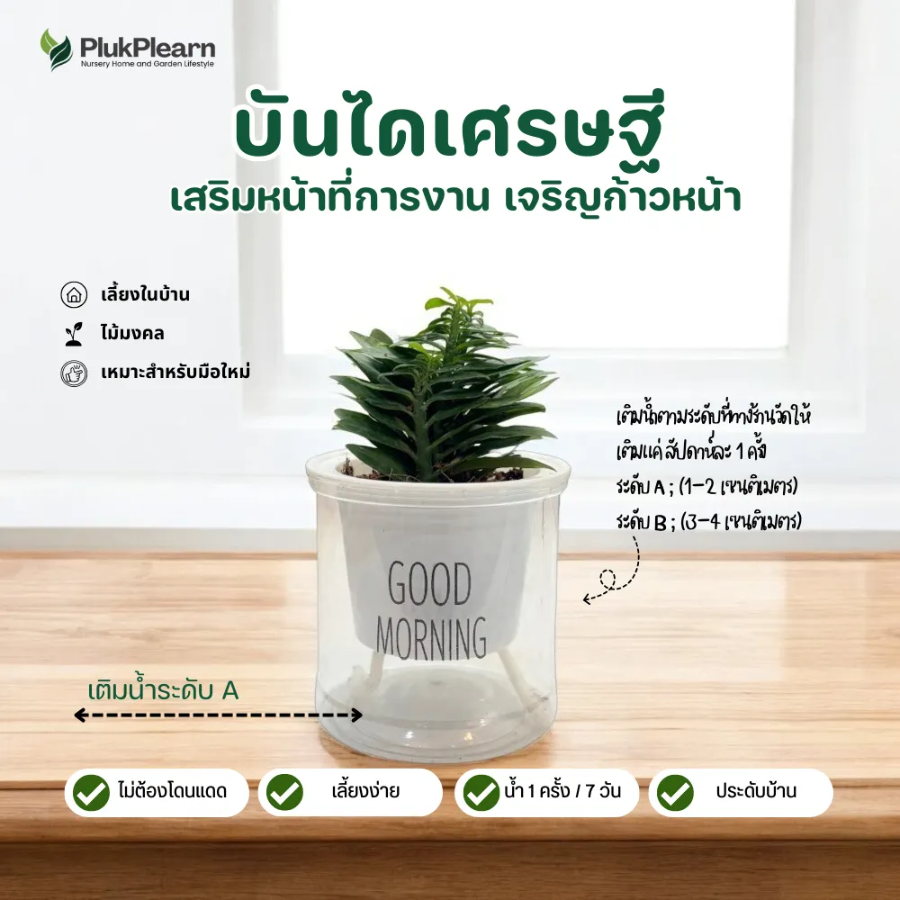 Money Ladder Plant in Self-Watering Pot