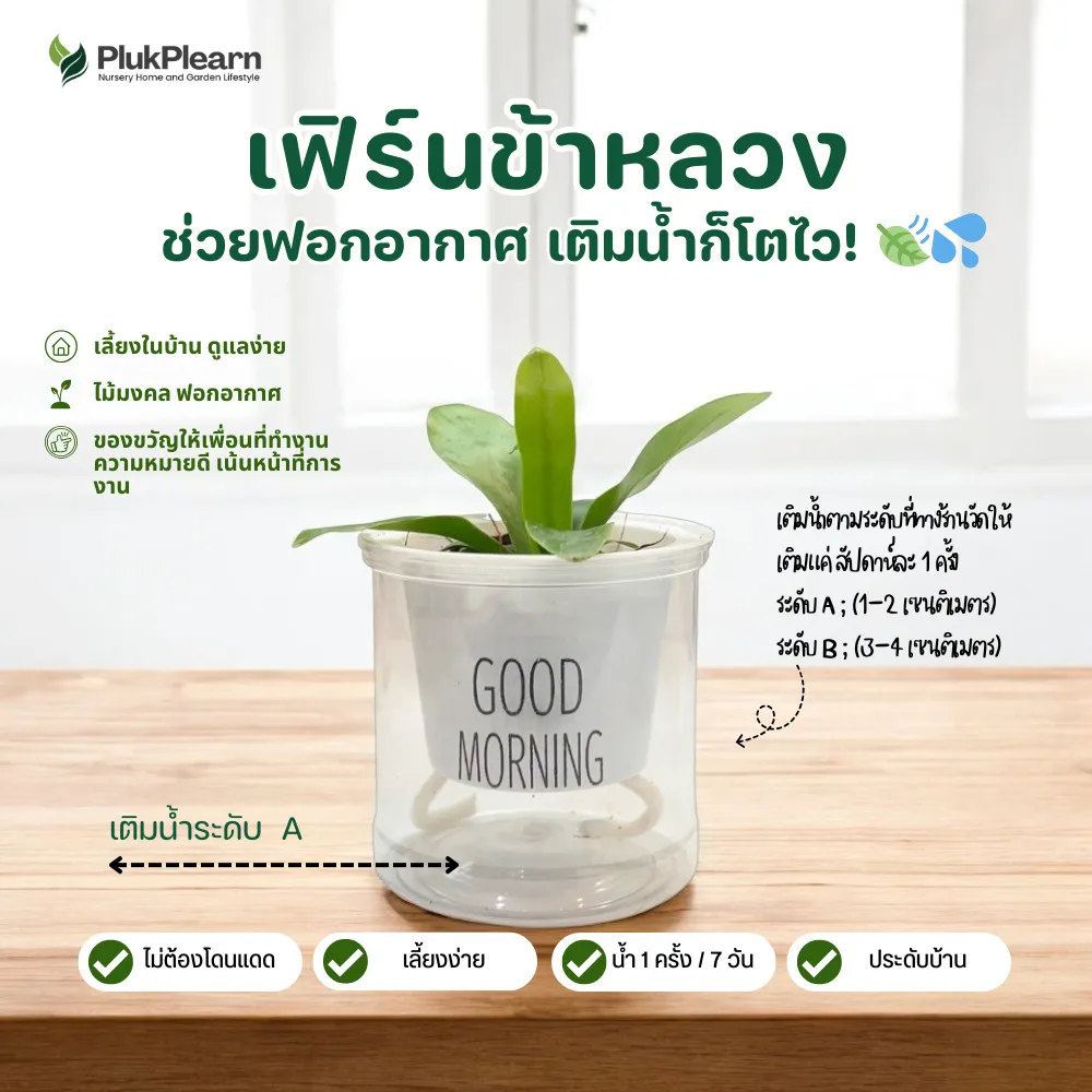 Birds Nest Fern in Self-Watering Pot