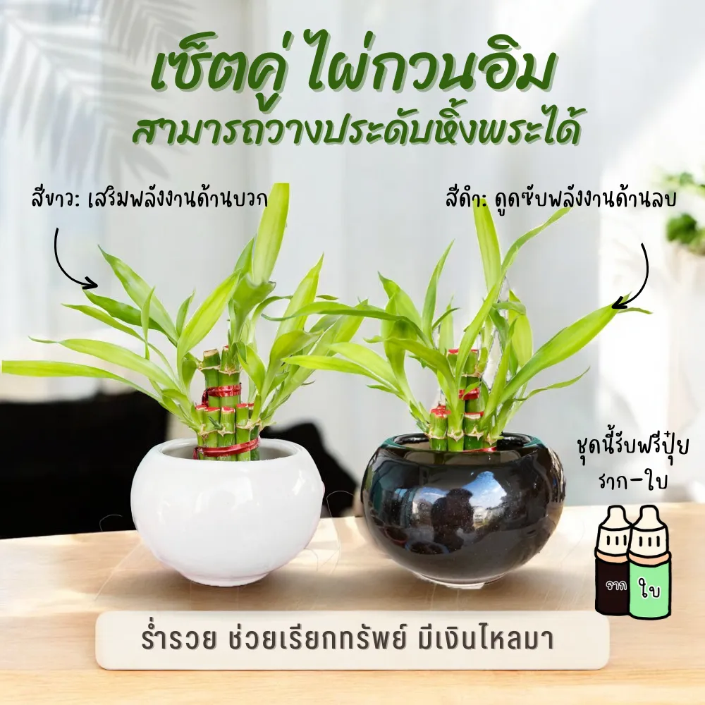 เซ็ตคู่ ไผ่กวนอิม 2 กระถาง สีขาวและดำ แถมปุ๋ยฟรี! สำหรับวางบูชา เสริมโชค เสริมฮวงจุ้ย เพิ่มสิริมงคล