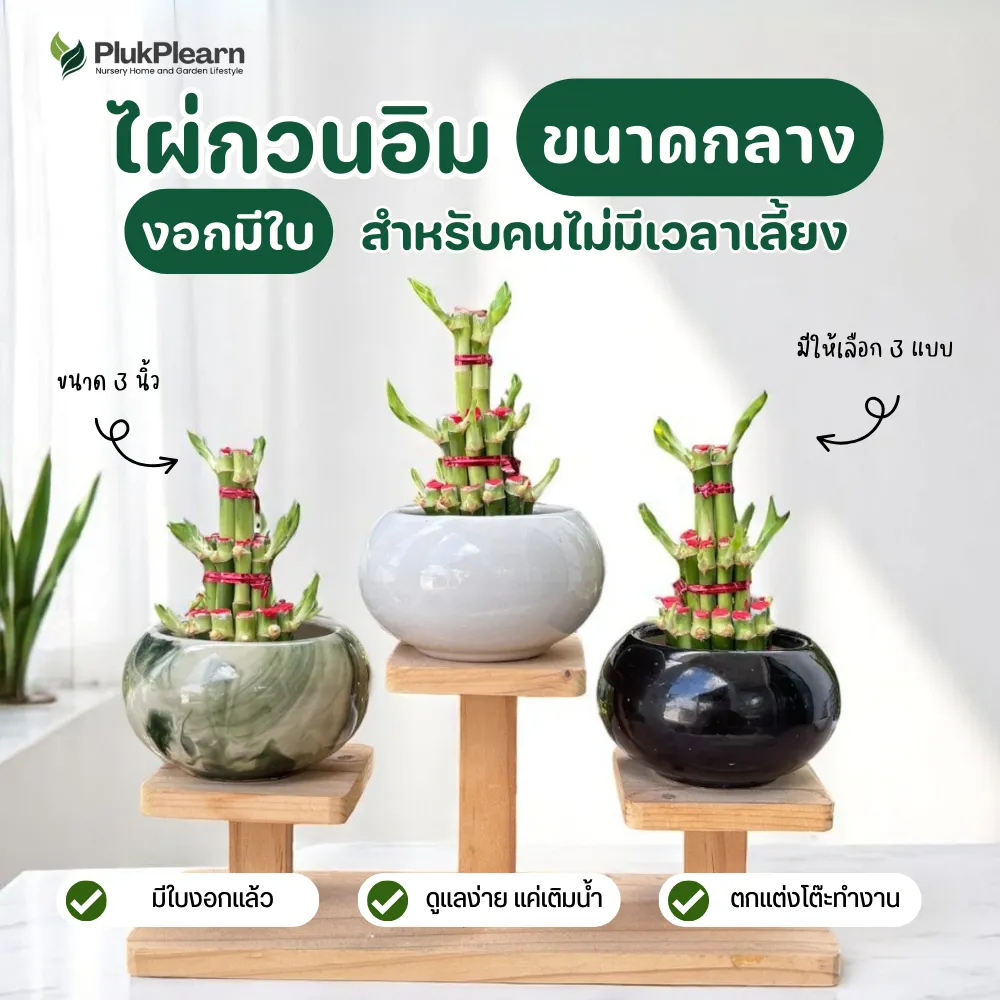 ไผ่กวนอิม รุ่นมีใบ 3 ชั้น กระถางขนาดกลาง ตั้งบนโต๊ะทำงาน ตั้งบูชา เสริมสิริมงคล