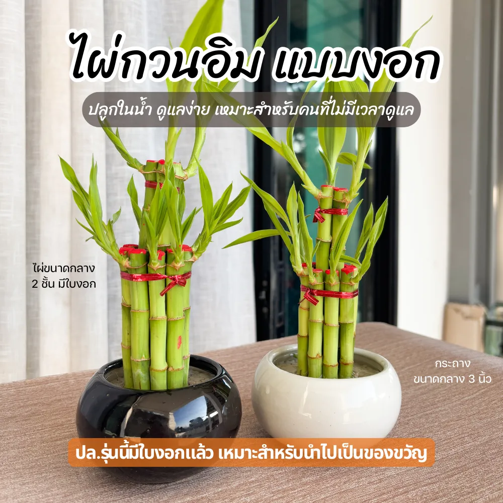 ไผ่กวนอิม 2 ชั้น (แบบมีใบแล้ว) ขนาดกลาง สำหรับคนที่ต้องการนำไปเป็นของขวัญ หรือ นำไปวางตกแต่งบ้าน