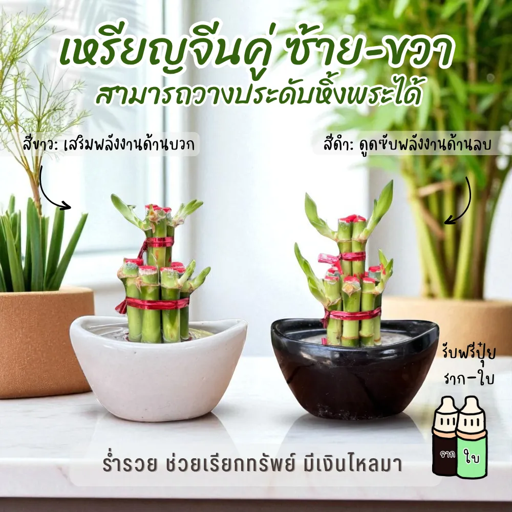 ไผ่กวนอิม เซตคู่ – กระถางเหรียญจีนมงคล เสริมโชคคูณสอง ปลูกง่าย ดูแลง่าย (ปลูกในน้ำ))