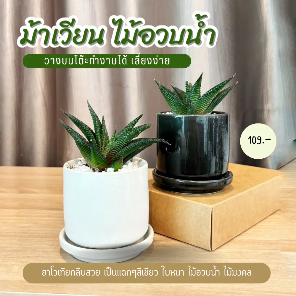 ม้าเวียน ฮาโวเทียกลีบสวย เป็นแฉกๆสีเขียวใบหนา ไม้อวบน้ำ ไม้มงคล