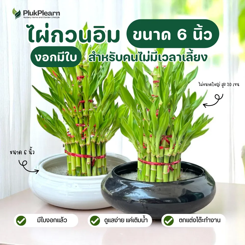 ไผ่กวนอิม 4 ชั้น ((งอกมีใบ))พร้อมกระถาง 6 นิ้ว ขนาดใหญ่มาก สำหรับบูชา และเป็นของขวัญ สำหรับปลูกในน้ำ