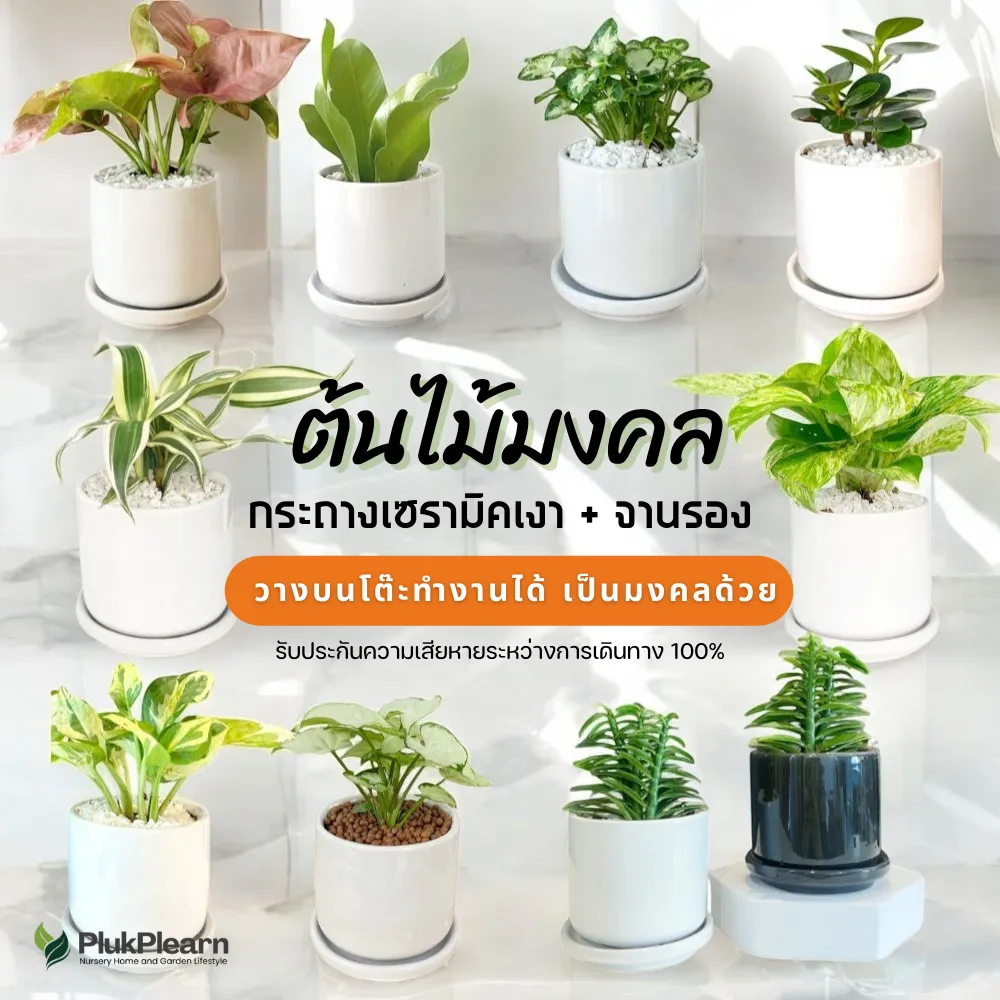 ต้นไม้มงคล เซท พร้อมกระถางเซรามิค เกรด AA วางในบ้านได้ เลี้ยงง่าย มือใหม่หัดเลี้ยง ดูแลง่าย