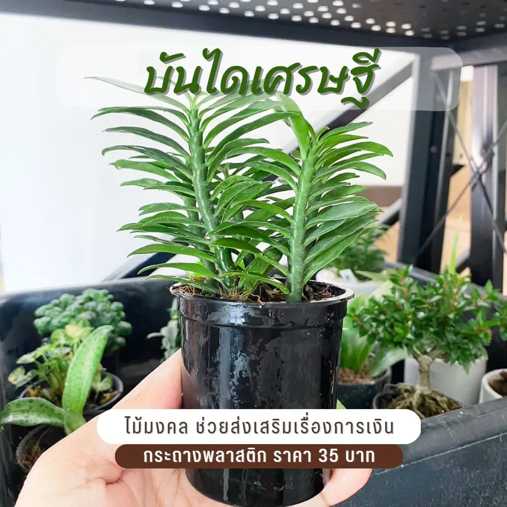 บันไดเศรษฐี พร้อมกระถางสามขา วางไว้บนโต๊ะทำงานก็ได้  ไม้มงคล บันไดเงินบันไดทอง ว่านตีนตะขาบ