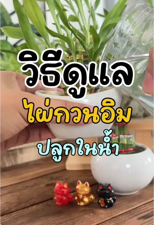 วิธีดูแล ไผ่กวนอิม แบบปลูกในน้ำ