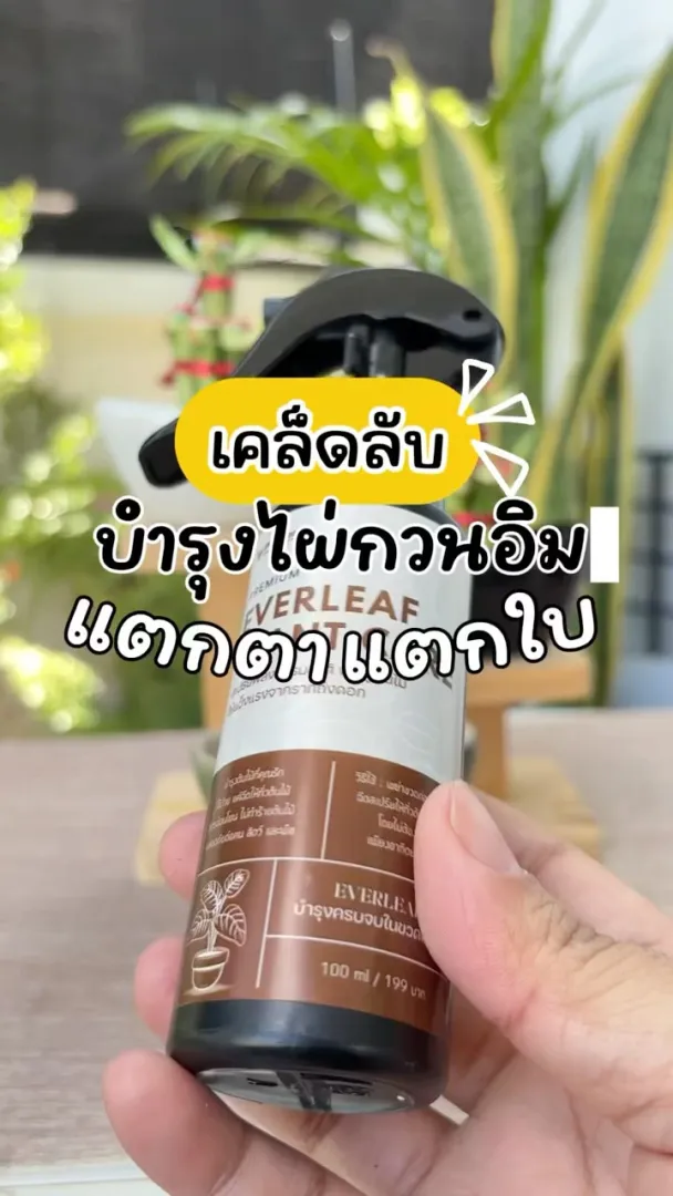 เคล็ดลับบำรุงไผ่กวนอิมให้แตกตา แตกใบสวย