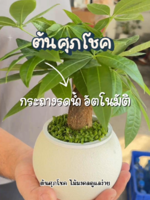 ต้นศุภโชค ไม้มงคลวางในบ้านได้ ดูแลง่าย บ้านดูสดชื่นขึ้นทันที