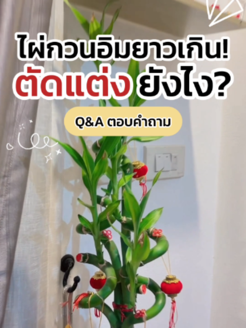 วิธีหักหน่อไผ่กวนอิมให้ถูกวิธี