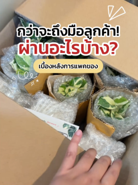 กว่าจะถึงมือลูกค้า ต้นนี้ต้องผ่านอะไรบ้าง
