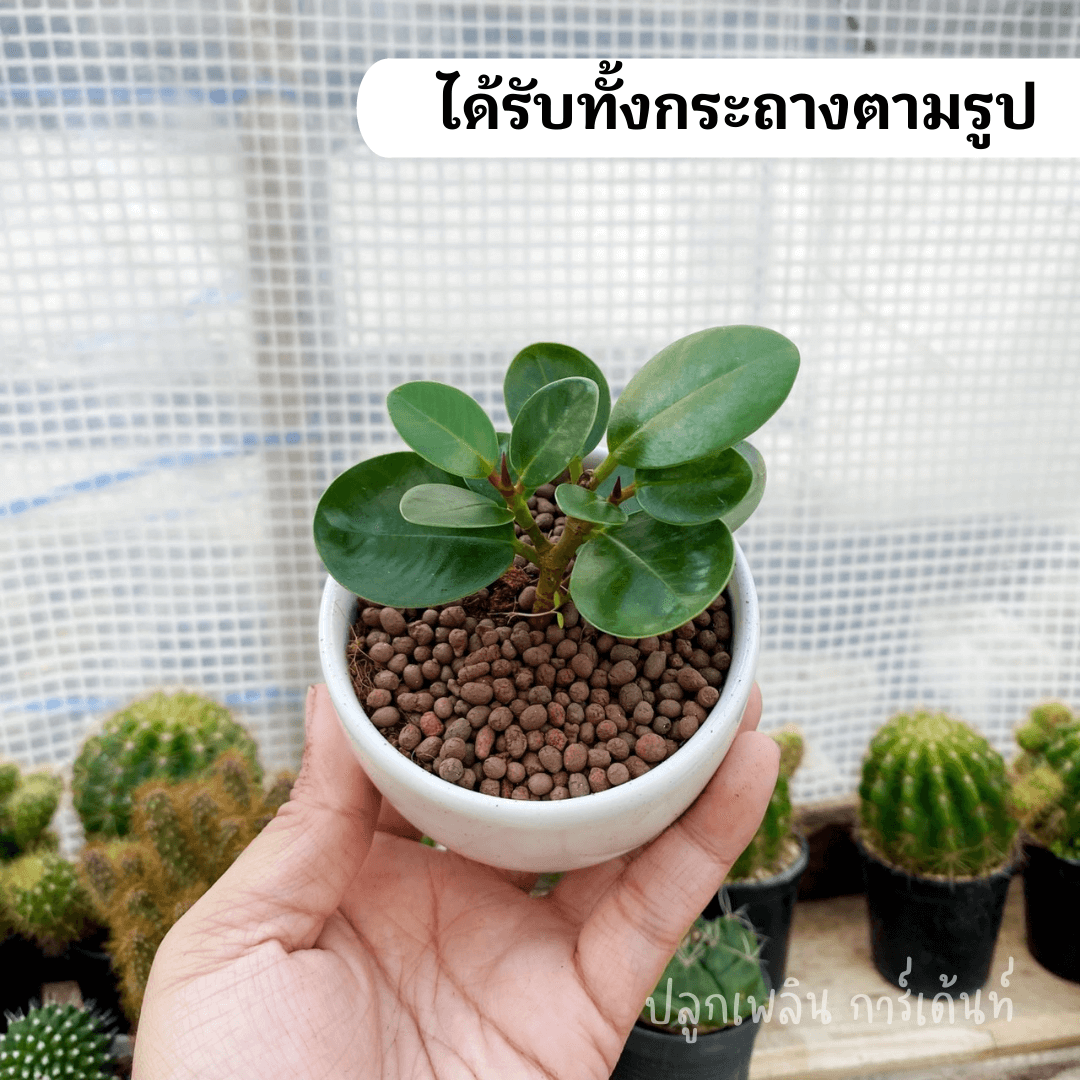 ไม้ มงคล ไม้ ฟอก อากาศ ต้นไม้ ออนไลน์ ต้นช้อนเงินช้อนทอง