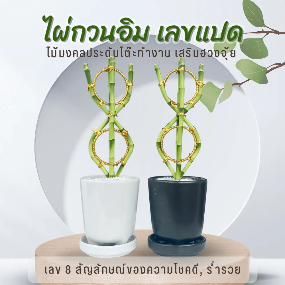 ไม้มงคล ฟอกอากาศ ต้นไม้ออนไลน์ ไผ่กวนอิม สีทอง เสริมฮวงจุ้ย
